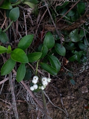 Psychotria serpens