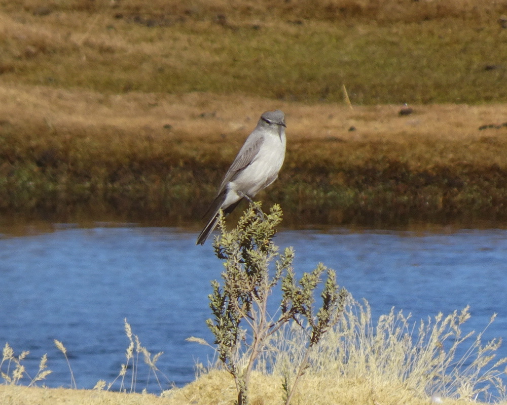 Puna Ground Tyrant (Muscisaxicola juninensis), photo 10