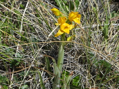 Chloraea alpina