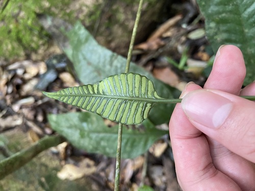 Leptochilus pedunculatus, 2023-06-23