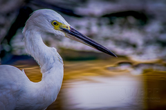 Egretta garzetta