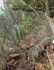 Astrophytum ornatum