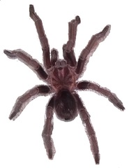 Acanthoscurria maga