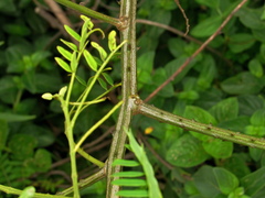 Adenopodia spicata