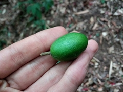 Elaeocarpus lanceifolius