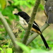 Eastern Boubou - Photo (c) Peter Vos, some rights reserved (CC BY-NC), uploaded by Peter Vos