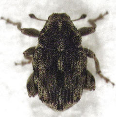 Hypurus bertrandi