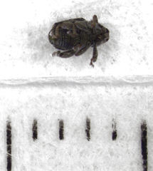 Hypurus bertrandi