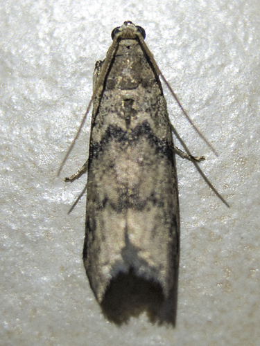 Ash-bark Knot-horn