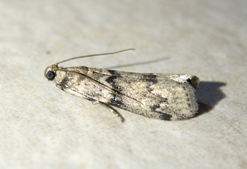 Ash-bark Knot-horn