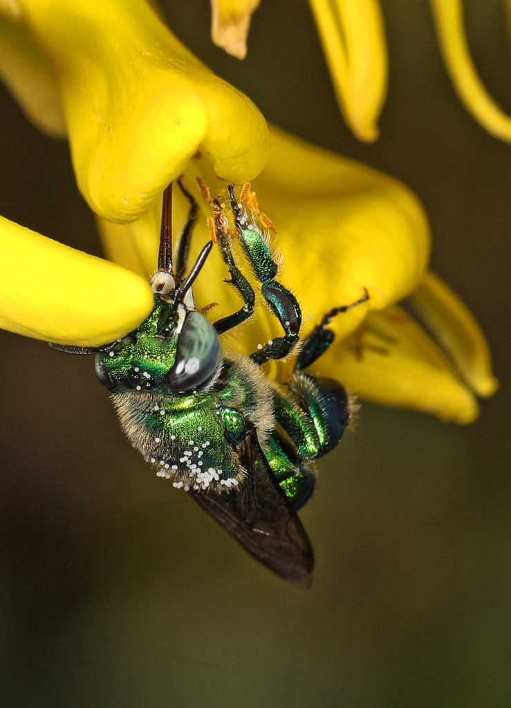 Dilemma Orchid Bee from 10750 County Rd 905, Key Largo, FL 33037, USA ...