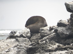 Arctocephalus galapagoensis