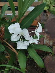 Hedychium coronarium image