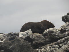 Arctocephalus galapagoensis