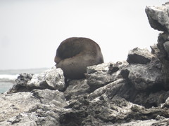 Arctocephalus galapagoensis