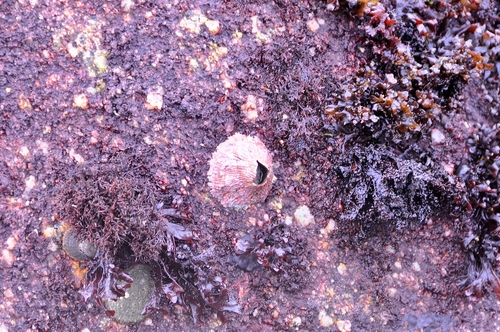 Pink Volcano Barnacle, Pacific Grove, CA, USA, photo 8 of 10