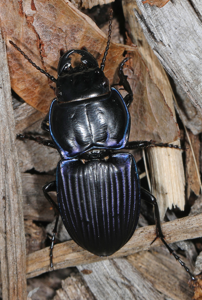 Moderately Sulcate Warrior Beetle