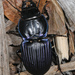 Moderately Sulcate Warrior Beetle - Photo (c) Judy Gallagher, some rights reserved (CC BY-SA), uploaded by Judy Gallagher