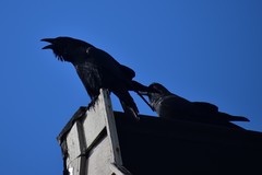 Corvus corax