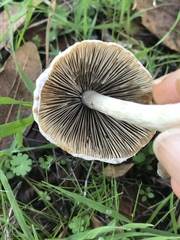 Psathyrella longipes image