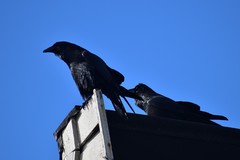 Corvus corax