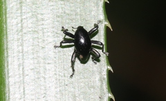 Trigonopterus