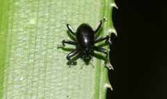 Trigonopterus
