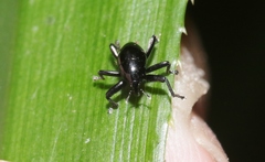 Trigonopterus