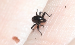 Trigonopterus