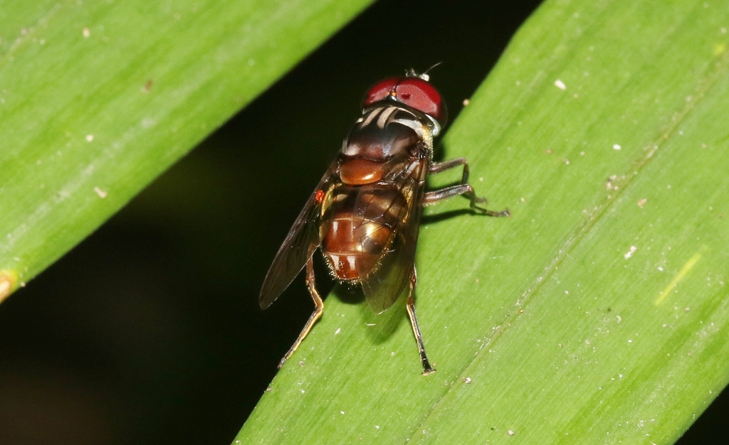 Austalis resoluta