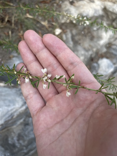 Lespedeza caraganae iNat (1)