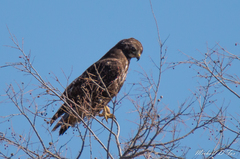 Buteo jamaicensis