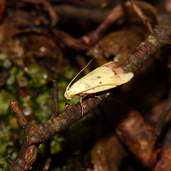 Gymnobathra flavidella