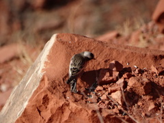 Leucosticte atrata