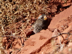 Leucosticte atrata