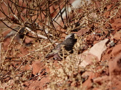 Leucosticte atrata
