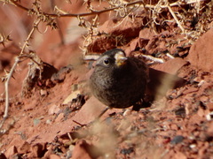 Leucosticte atrata