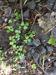 Hydrocotyle tripartita