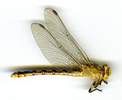 Ophiogomphus occidentis