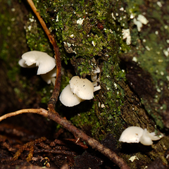 Oudemansiella australis