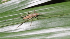 Austrosalomona destructor