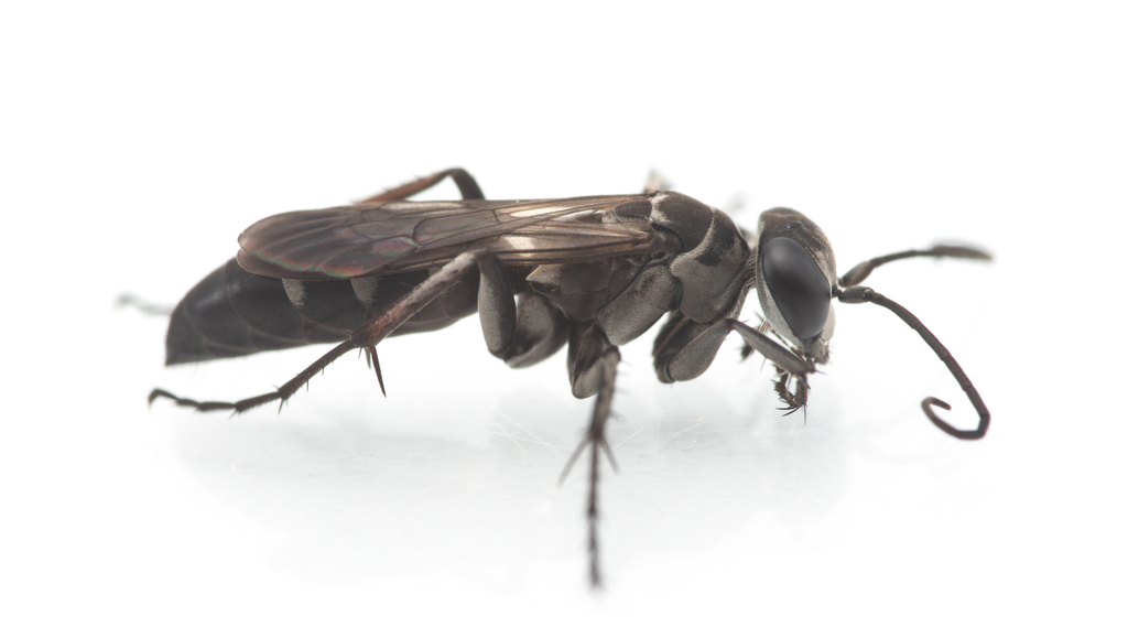 Aporinellus sexmaculatus