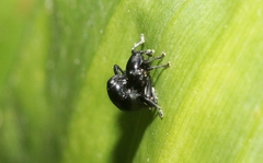 Trigonopterus