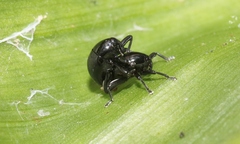 Trigonopterus