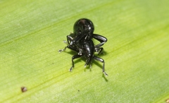 Trigonopterus