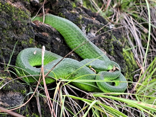 Photo of a Nepal Pitviper (Trimeresurus septentrionalis)