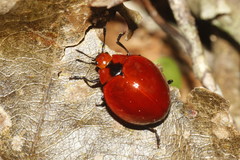 Aegithus cardinalis
