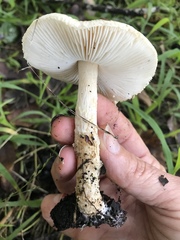 Lepiota rubrotinctoides image