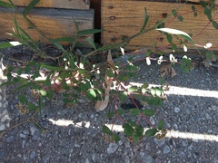 Euphorbia berteroana