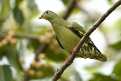 Thick-Billed Green Pigeon photo 4